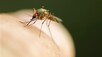 Myggtopp: – Myggen har kommet for å bli en stund