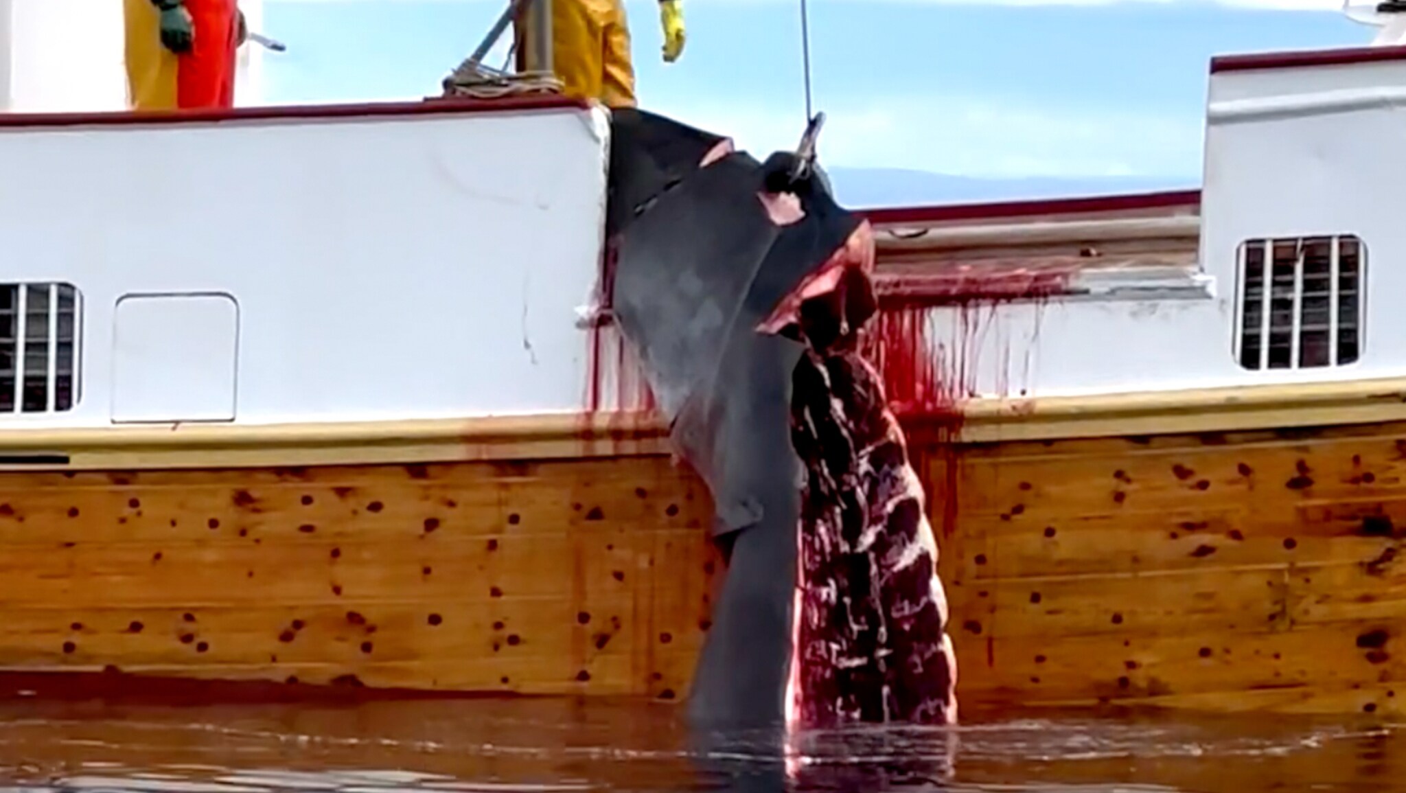 No Whale Slaughter Witnessed by Tourists, Claims Norwegian Whaling Boat Skipper