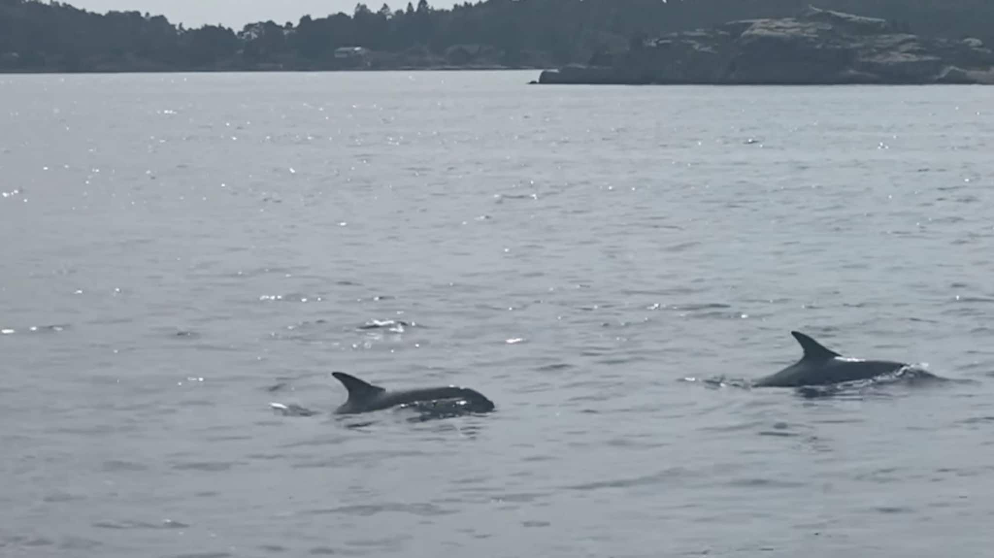 Now the dolphins are conquering the Oslofjord – VG